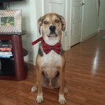 Bosco Stephen Berta - @stinky.steve - Instagram