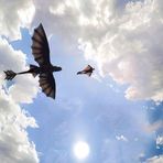 Stephen Bertucci - Facebook