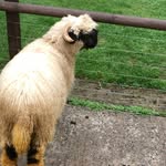 Stephen Biggs - @biggs1260 - Instagram