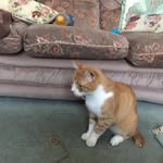 Stephen Biggs - @likefree356 - Instagram