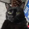 Stephenismybabydaddy - @stephensbish - TikTok