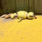 Stephen Borden - @schteeph - Instagram