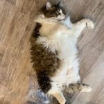 Stephen Borden - @stephenborden13 - Instagram