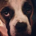 Stephen Bovenzi - @helloeve - Instagram