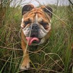Stephen Boyes - @boyes810 - Instagram