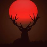 Steven Branton - @6.5shooter77 - Instagram