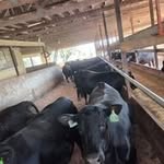 Stephen Burkholder - @burkholdermilling - Instagram