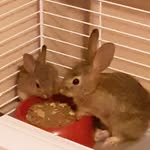 Stephen Burrell - @my.bunnies.257 - Instagram