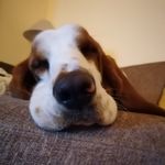 Stephen Carruthers - @denbigh_bassetts - Instagram