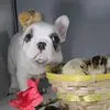 Couleurfrenchbulldogs - @stepheniececil5 - TikTok