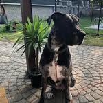 Steve Chiasson - @stephenchiasson - Instagram