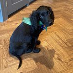 Stephen - @stephen_the_cocker - Instagram