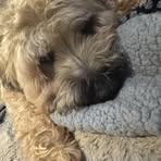 Stephen Comiskey - Facebook