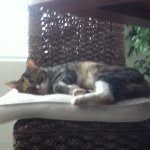 Steven Constable - @cat041 - Instagram