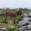 Stephen Corcoran - @stephen.corcoran - TikTok
