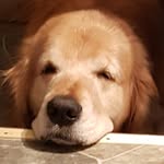 Stephen Cormier - @scormps22 - Instagram