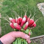 Rachel & Stephen Corrigan - @madisonstreetfarm - Instagram