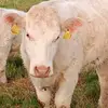 stephencorrigan64 - @stephencorrigan64 - TikTok