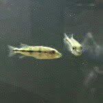 Steven Damron - @monsterfishkeeper01 - Instagram