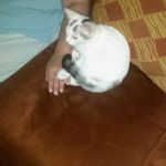 Stephen DeCostanzo - @stephendecostanzo - Instagram