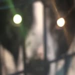 stephendevault - @nibsterbeast - Instagram
