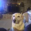 stephendickman - @stephendickman - TikTok