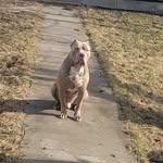 Stephen - @pet_trainer_stephen_donato - Instagram