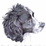 Stephen Doyle - @stephen_doyle_pet_portraiture - Instagram