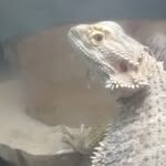 Stephen the Dragon - @stephen_as_fuck - Instagram