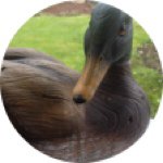 Stephen Duck - @312_stephen - Instagram