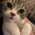 Stephen Earp - @milanathedartmoorcat - Instagram