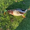 Stephen Hembree - @stephen.hembree5 - TikTok
