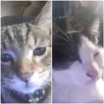 Stephen Epps - @ozzieandmoo - Instagram