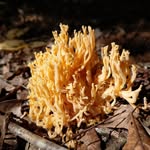 Steven Epps - @fungi_in_the_park - Instagram