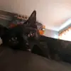 Stephen Fitzsimons - @steefitz182 - TikTok