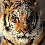 Tiger Stephen - Facebook