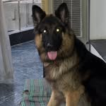Stephen | German Shepherd - @stephanzworld - Instagram