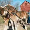 Steve Gingerich - @steve.gingerich - TikTok