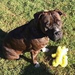 Stephen Grice - @stephengrice74 - Instagram
