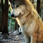 Stephen Guyton - @sslonewolf9 - Instagram