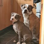 Stephen Hamlin - @all444bullys - Instagram