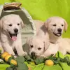 Stephen Hans - @stephen.hans66 - TikTok