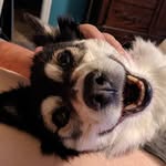 Stephen Hedrick - @wolfvrm8 - Instagram