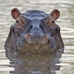 Hippo - @stephens.hippo - Instagram