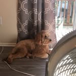 Stephen Hirt - @sammy_golden_doodle2020 - Instagram