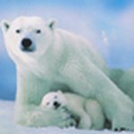 Stephen Hutton - @twobearsnz - Instagram