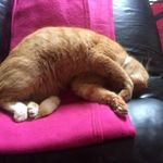 Stephen Ince - @stephenince4 - Instagram