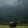 isomstephen - @isomstephen - TikTok