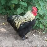 Stephen Jeffreys - @stephenandjacky - Instagram