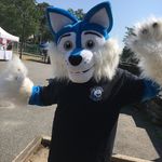 Stephen Kalil - @allamericank9academy - Instagram